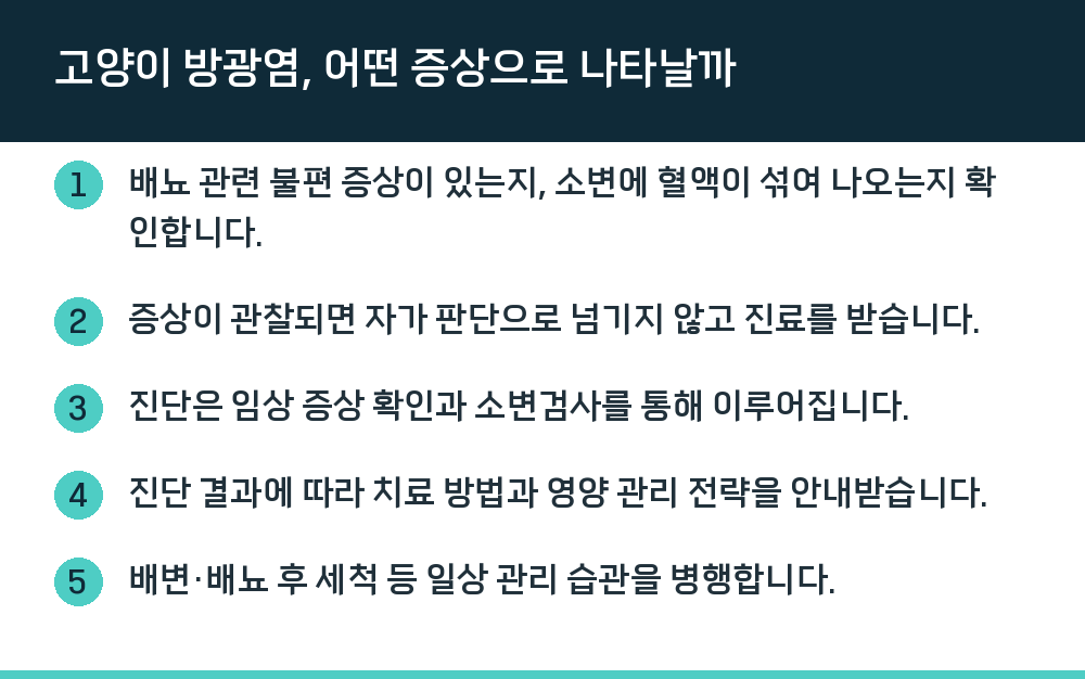 고양이 방광염, 어떤 증상으로 나타날까