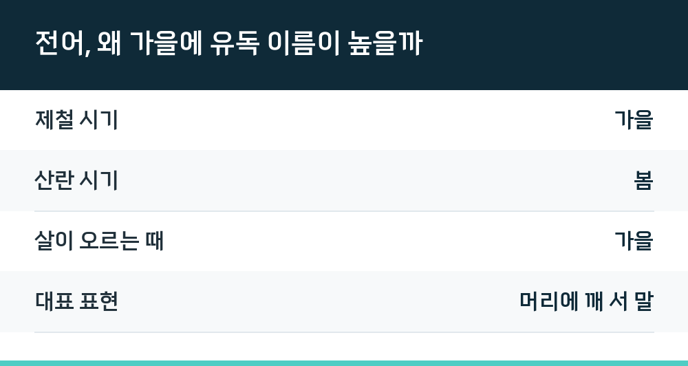 전어, 왜 가을에 유독 이름이 높을까