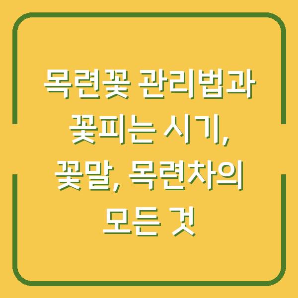 목련꽃 관리법과 꽃피는 시기, 꽃말, 목련차의 모든 것