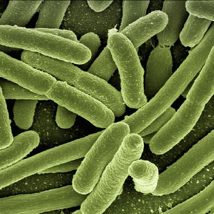 바이러스 감염