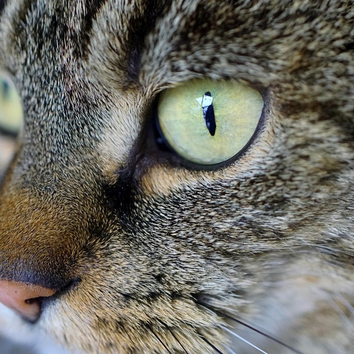 고양이 색상 의미