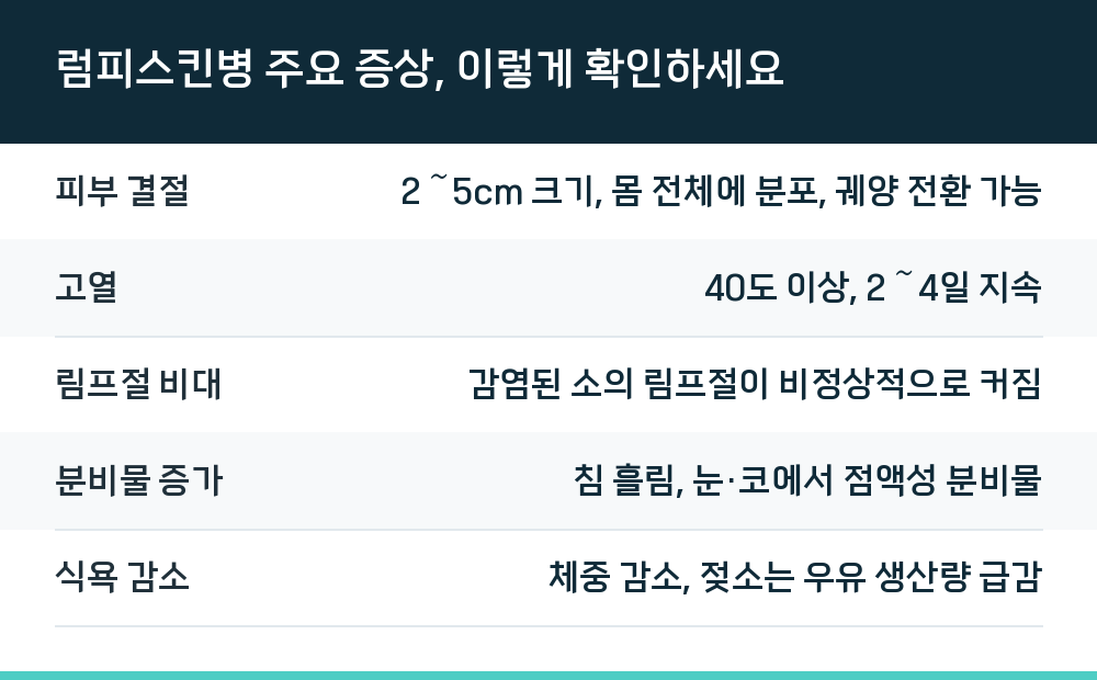 럼피스킨병 주요 증상, 이렇게 확인하세요