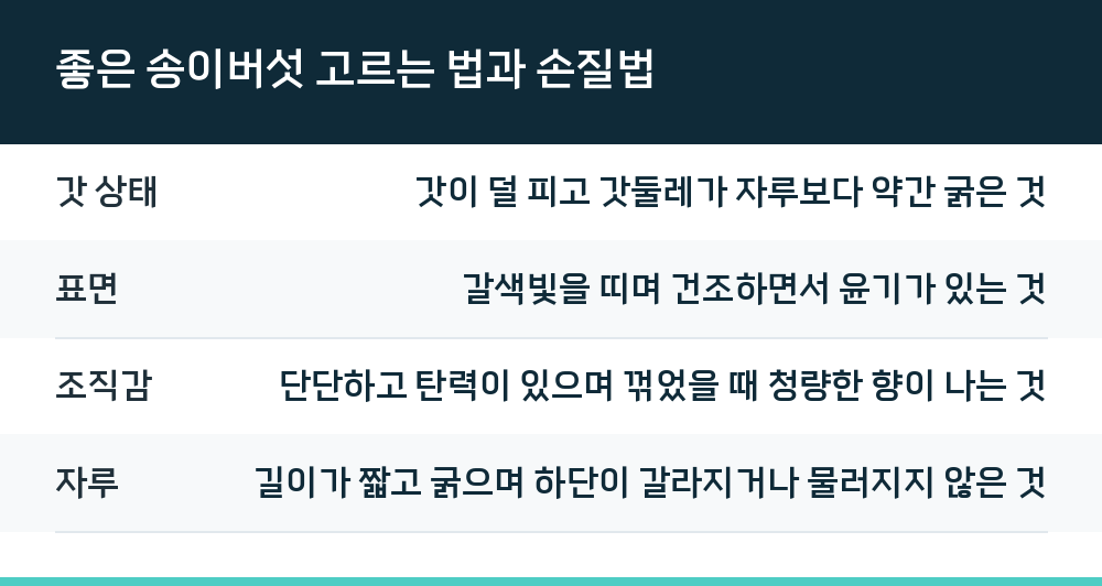 좋은 송이버섯 고르는 법과 손질법